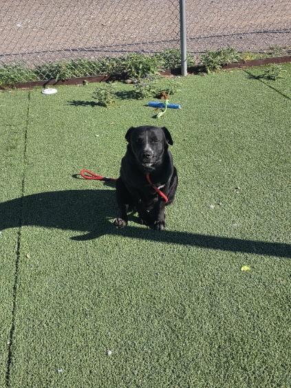 Enlarge Polo, a Adoptable mixed breed in Truth or Consequences , NM image 6/6