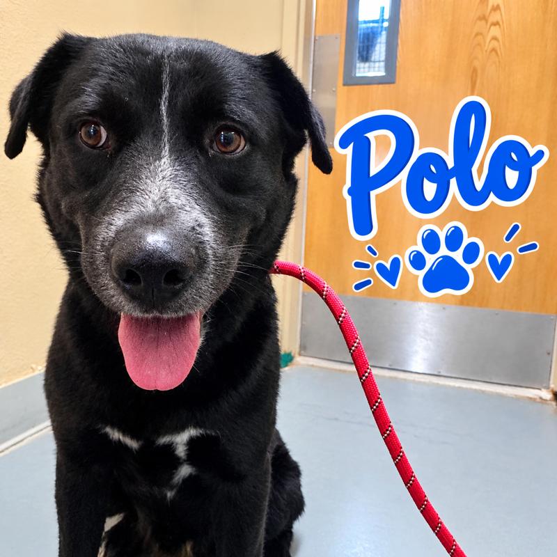 Polo, Adoptable, Adult Male Labrador Retriever & Australian Cattle Dog / Blue Heeler.