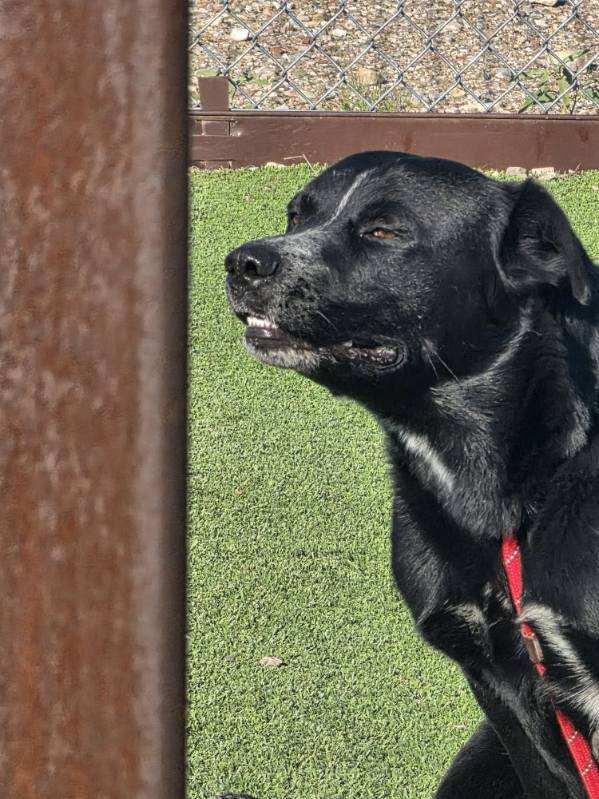 Enlarge Polo, a Adoptable mixed breed in Truth or Consequences , NM image 3/6