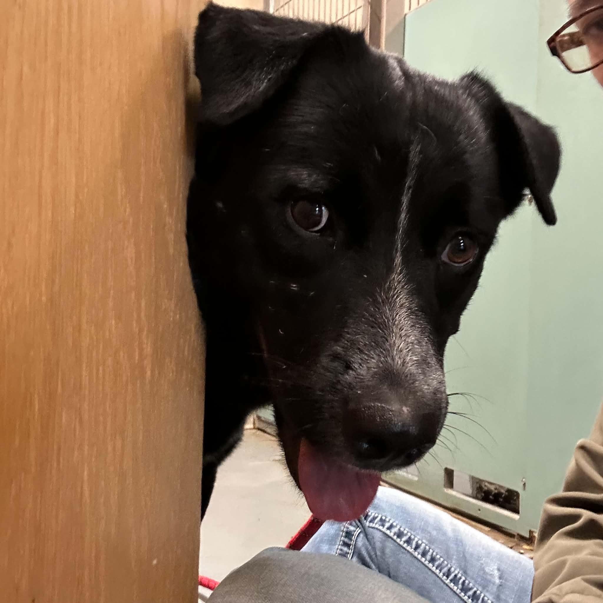 Enlarge Polo, a Adoptable mixed breed in Truth or Consequences , NM image 2/6