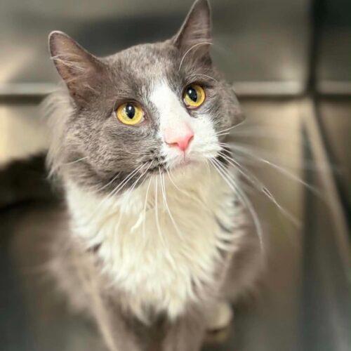 Enlarge Rimac, a Adoptable Domestic Medium Hair in Burlington, IA image 1/2