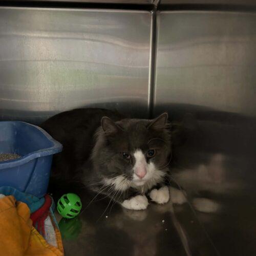 Enlarge Rimac, a Adoptable Domestic Medium Hair in Burlington, IA image 2/2
