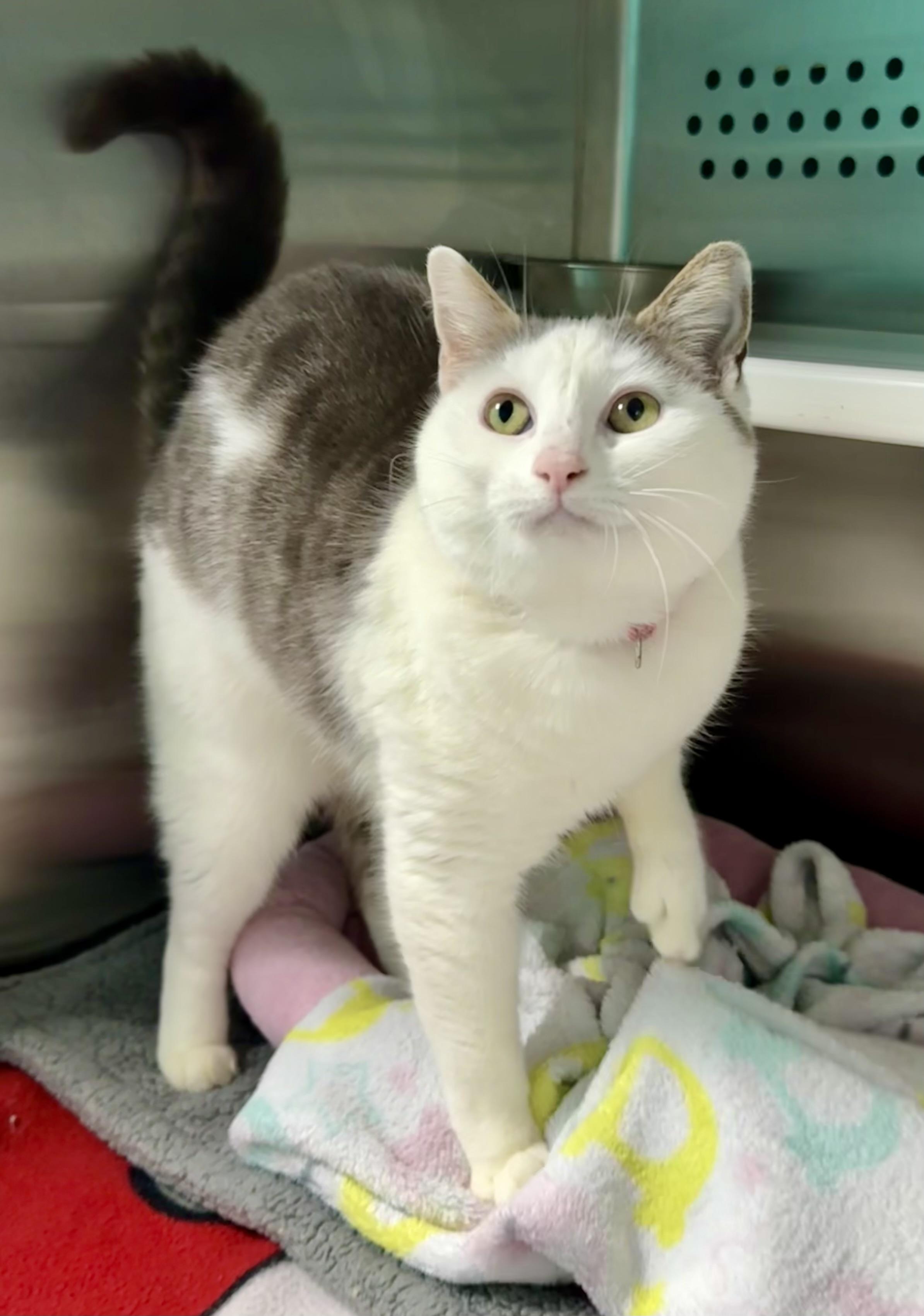 Valentina, Adoptable, Young Female Domestic Short Hair.