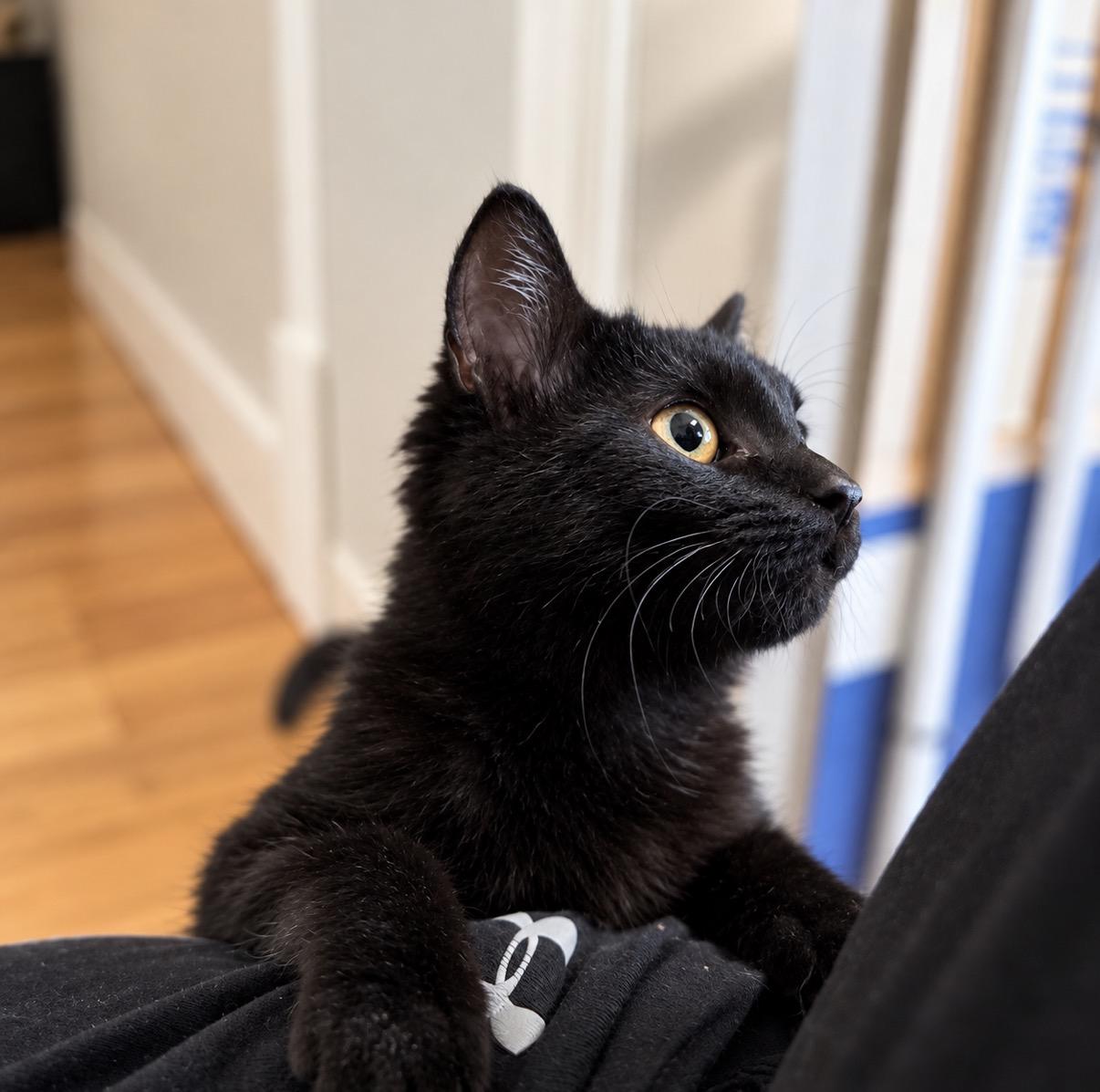 Enlarge Dakota, a Adopted Domestic Short Hair in Pocatello, ID image 3/4
