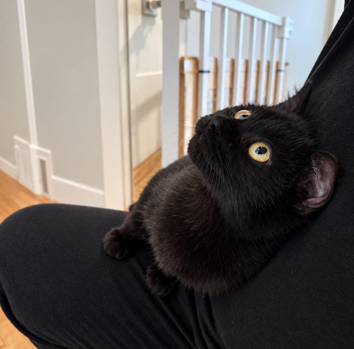 Enlarge Dakota, a Adopted Domestic Short Hair in Pocatello, ID image 2/4
