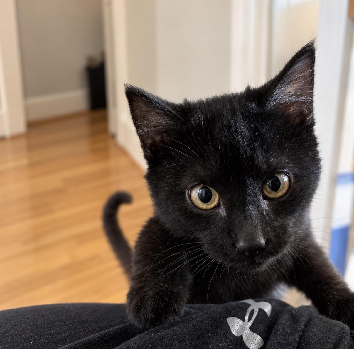 Dakota, Adopted, Kitten Male Domestic Short Hair.