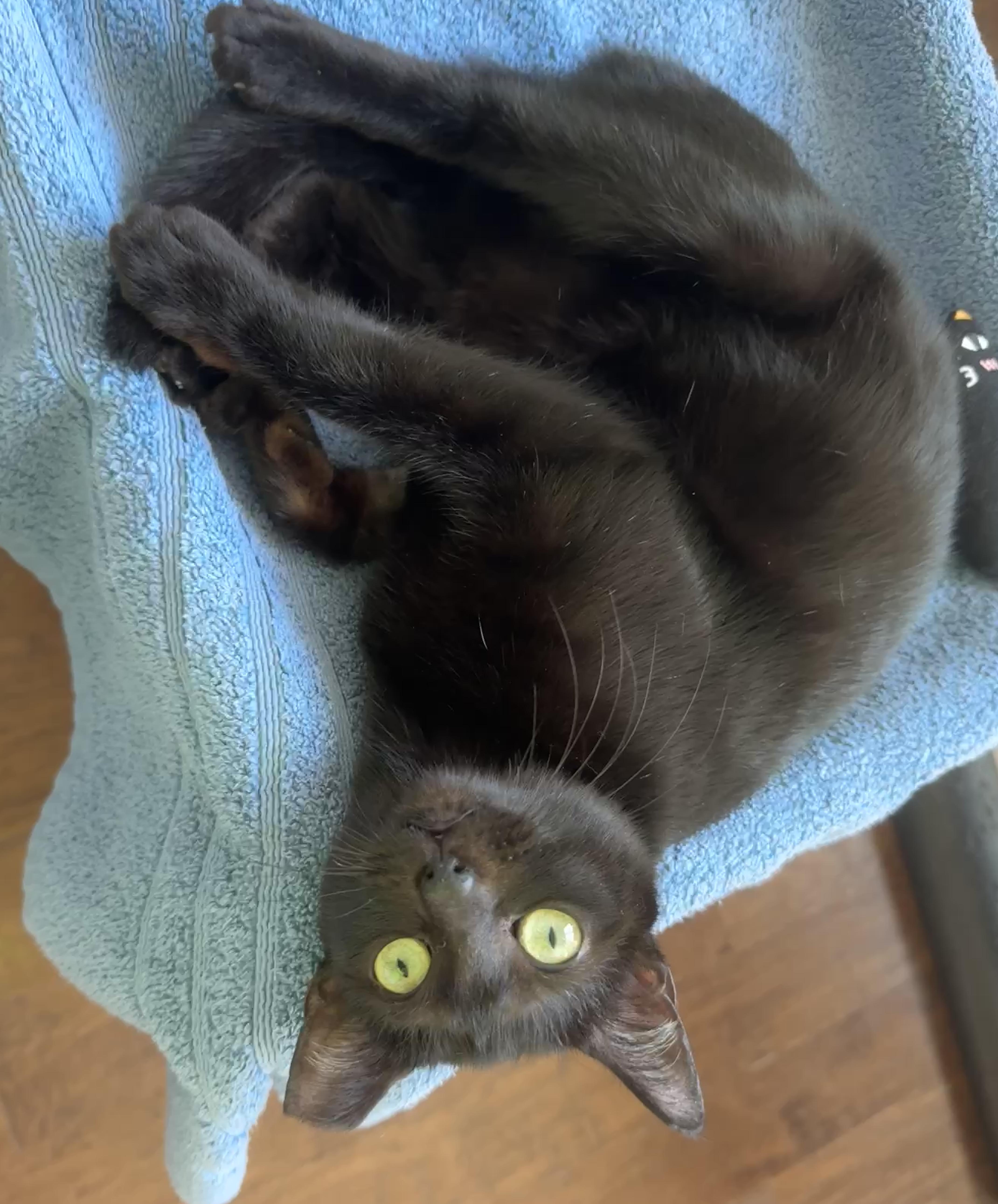 Enlarge Magic (Little Purrminator), a ADOPTABLE mixed breed in Houston, TX image 3/6