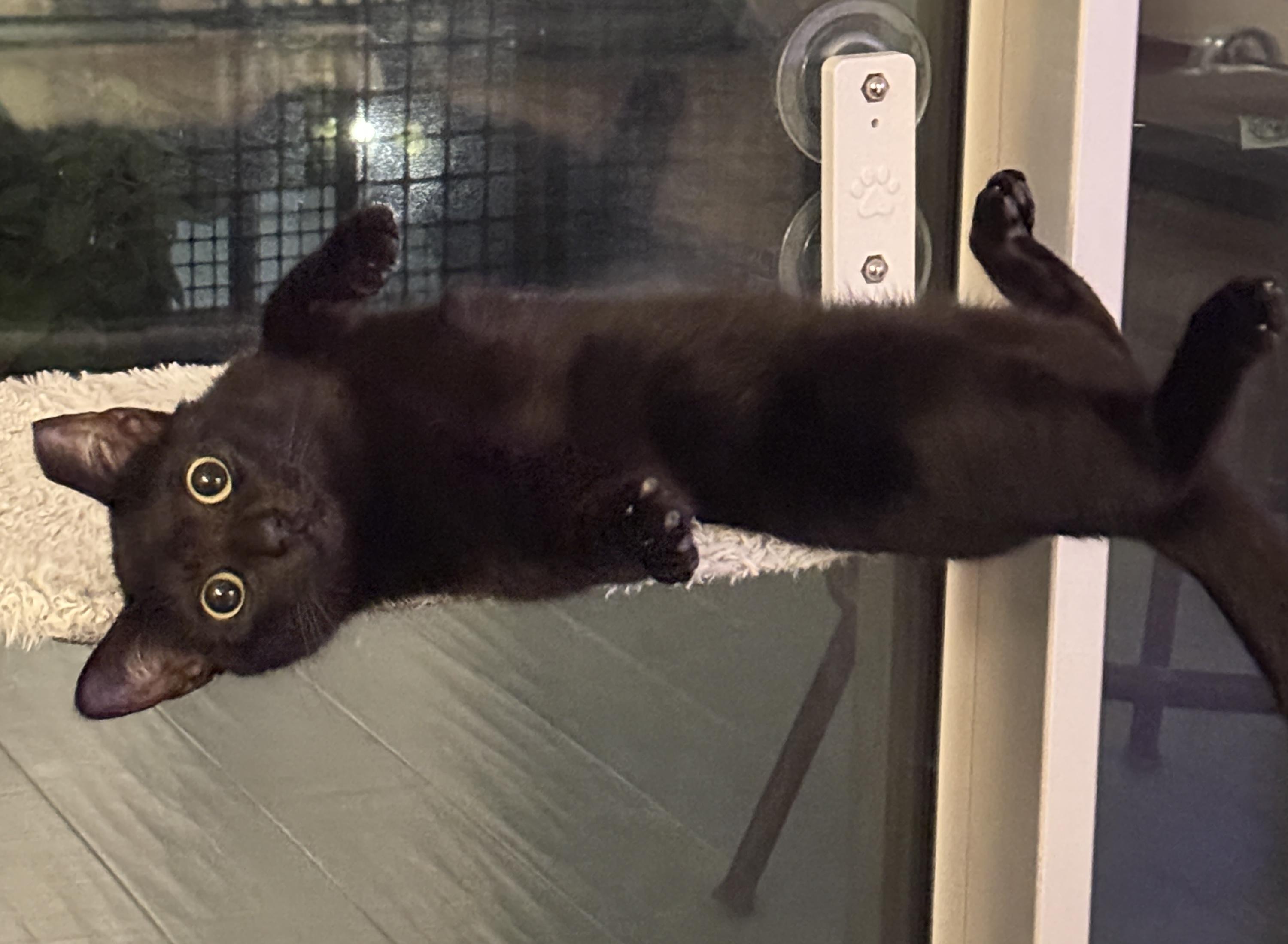 Magic (Little Purrminator), ADOPTABLE, Kitten Male Bombay & Domestic Short Hair.