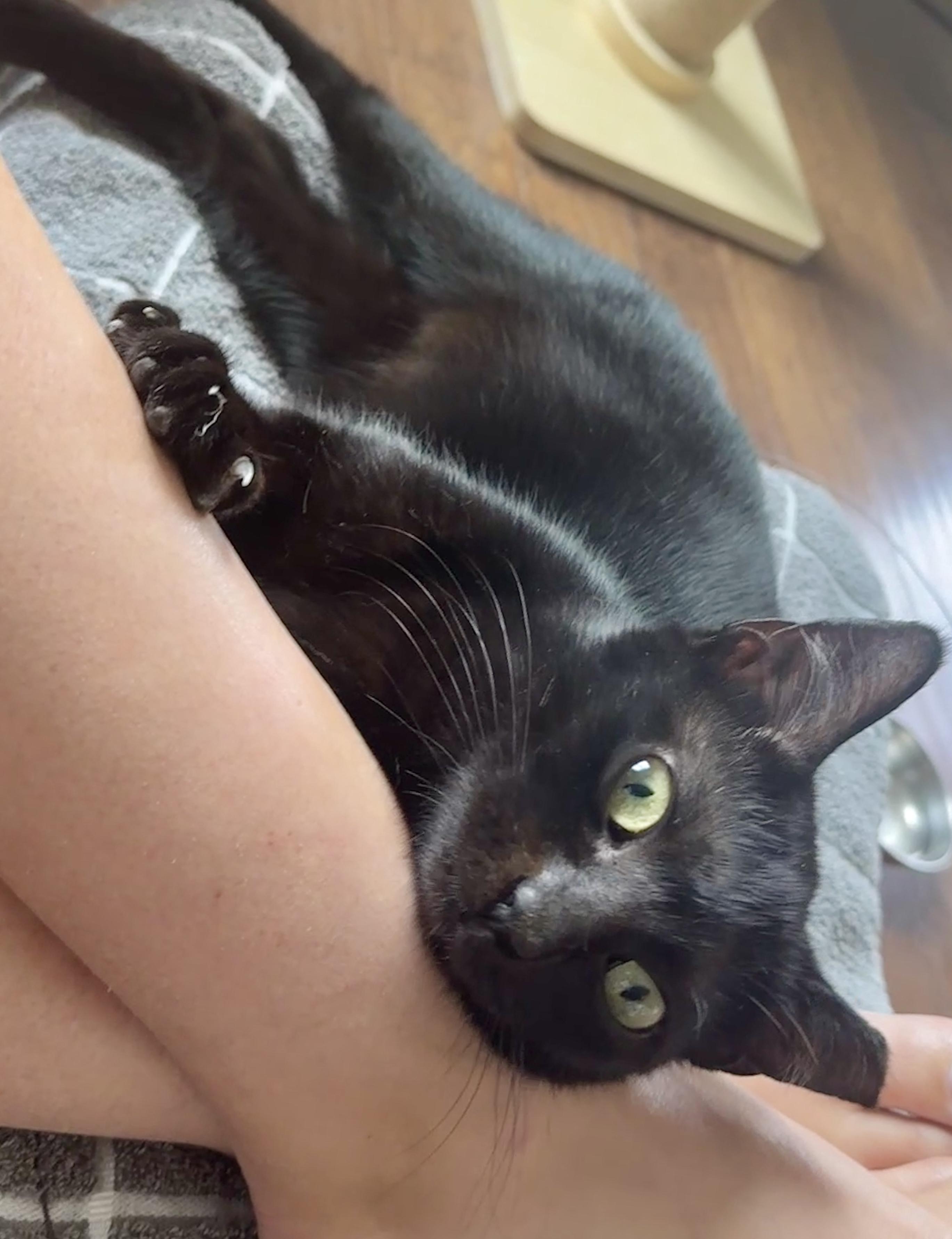 Enlarge Magic (Little Purrminator), a ADOPTABLE mixed breed in Houston, TX image 4/6