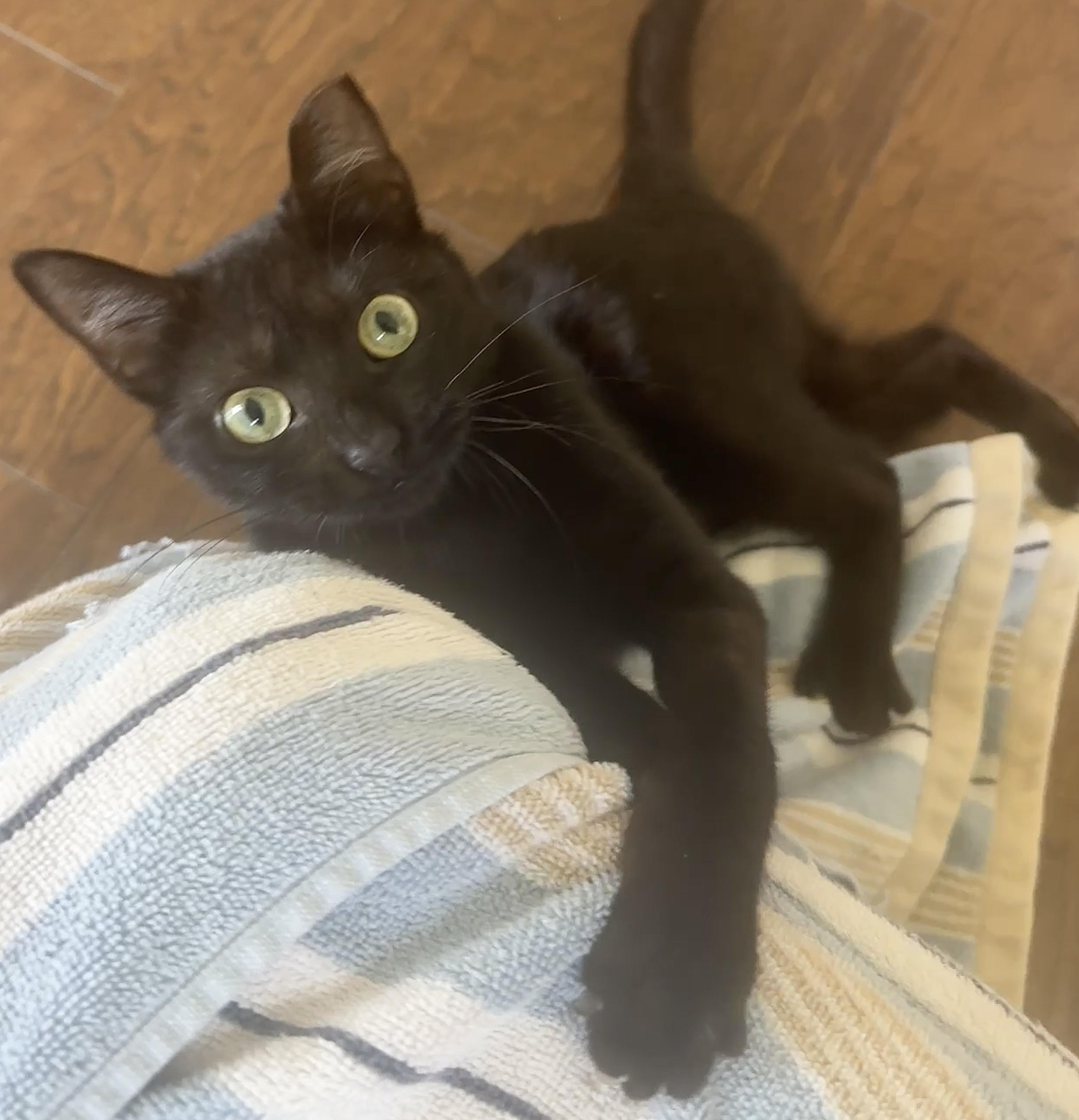 Enlarge Magic (Little Purrminator), a ADOPTABLE mixed breed in Houston, TX image 6/6