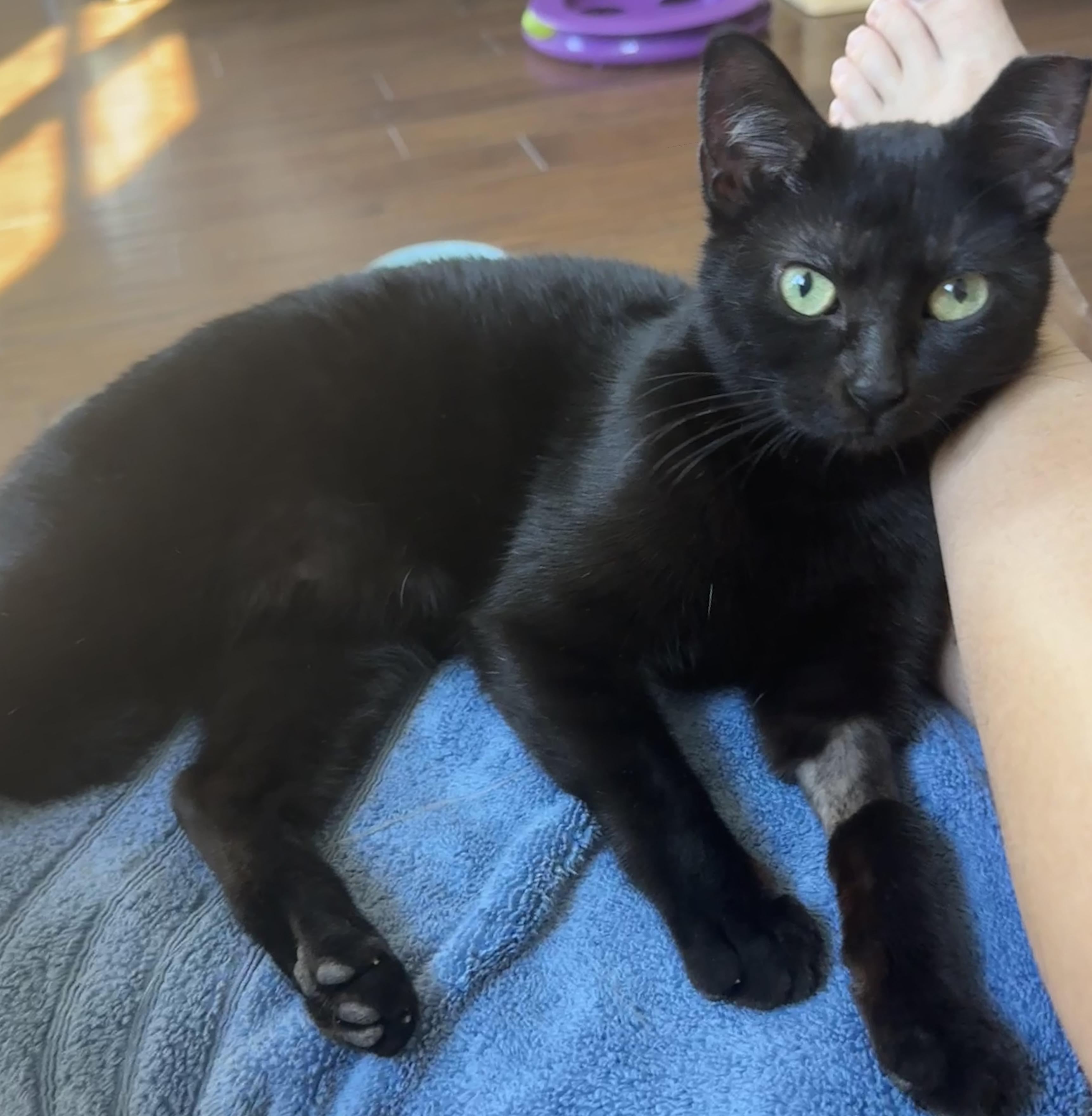 Enlarge Magic (Little Purrminator), a ADOPTABLE mixed breed in Houston, TX image 5/6