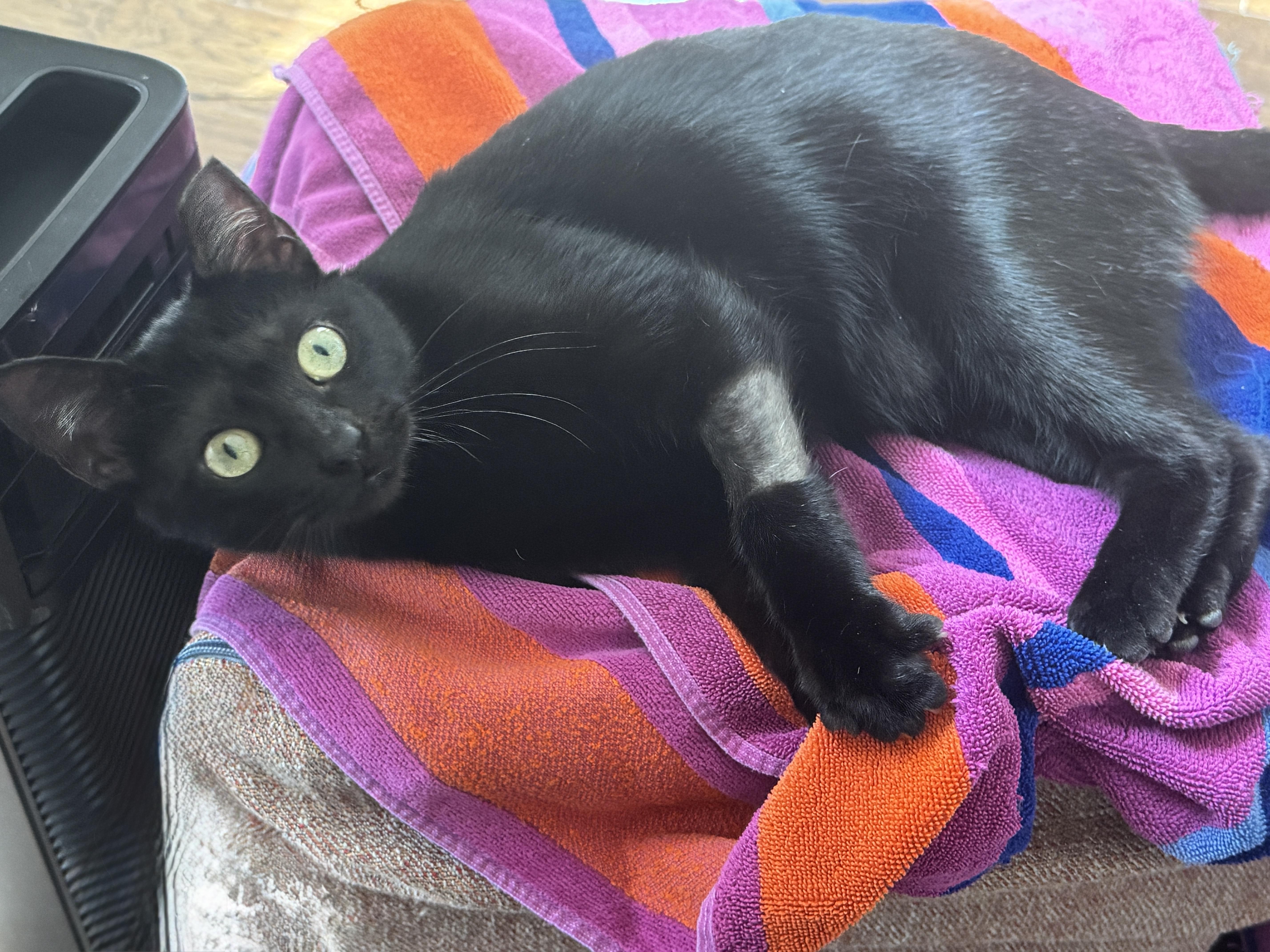 Enlarge Magic (Little Purrminator), a ADOPTABLE mixed breed in Houston, TX image 2/6