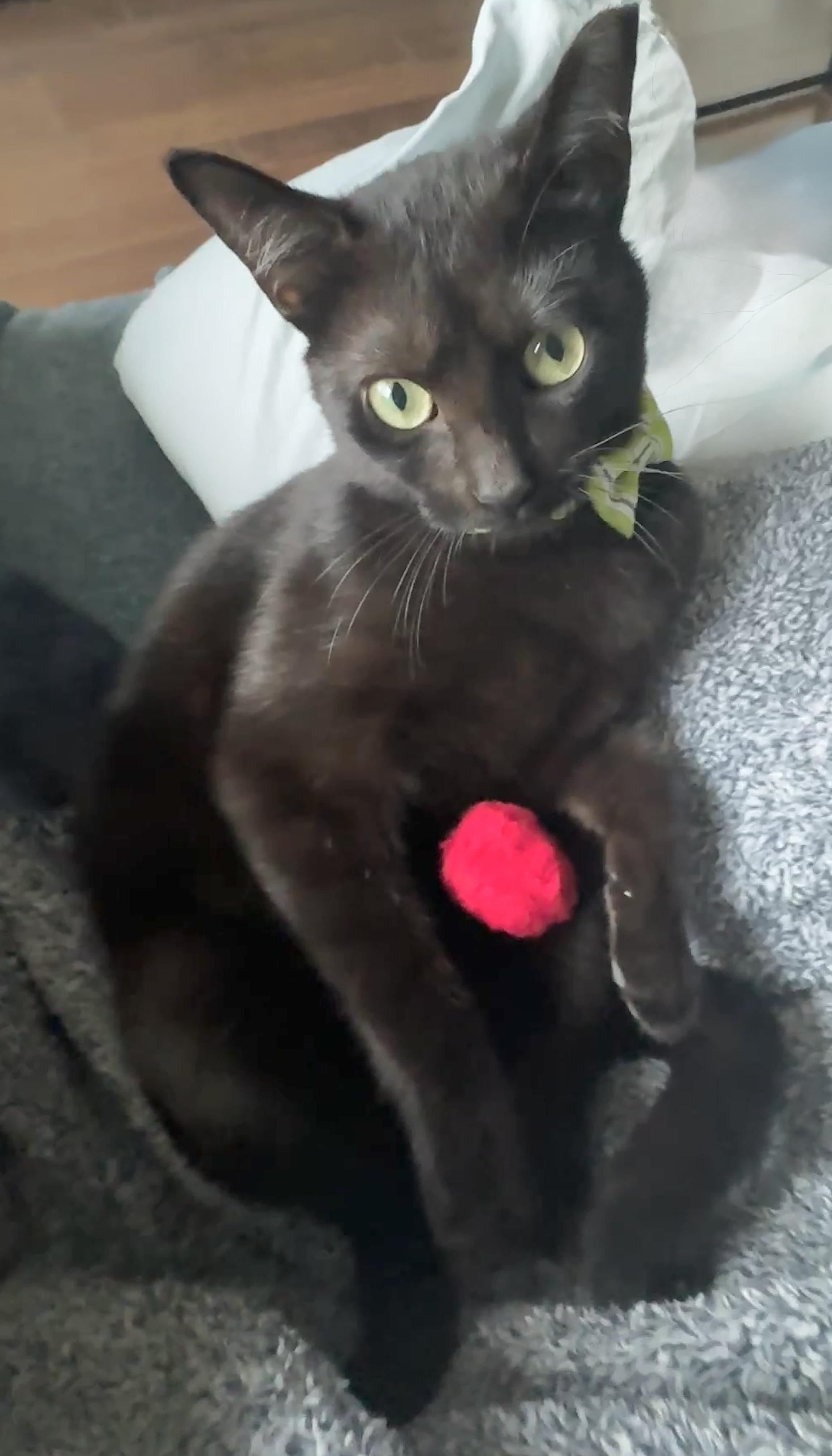 Magic — Belly Boy, ADOPTABLE, Kitten Male Bombay & Domestic Short Hair.