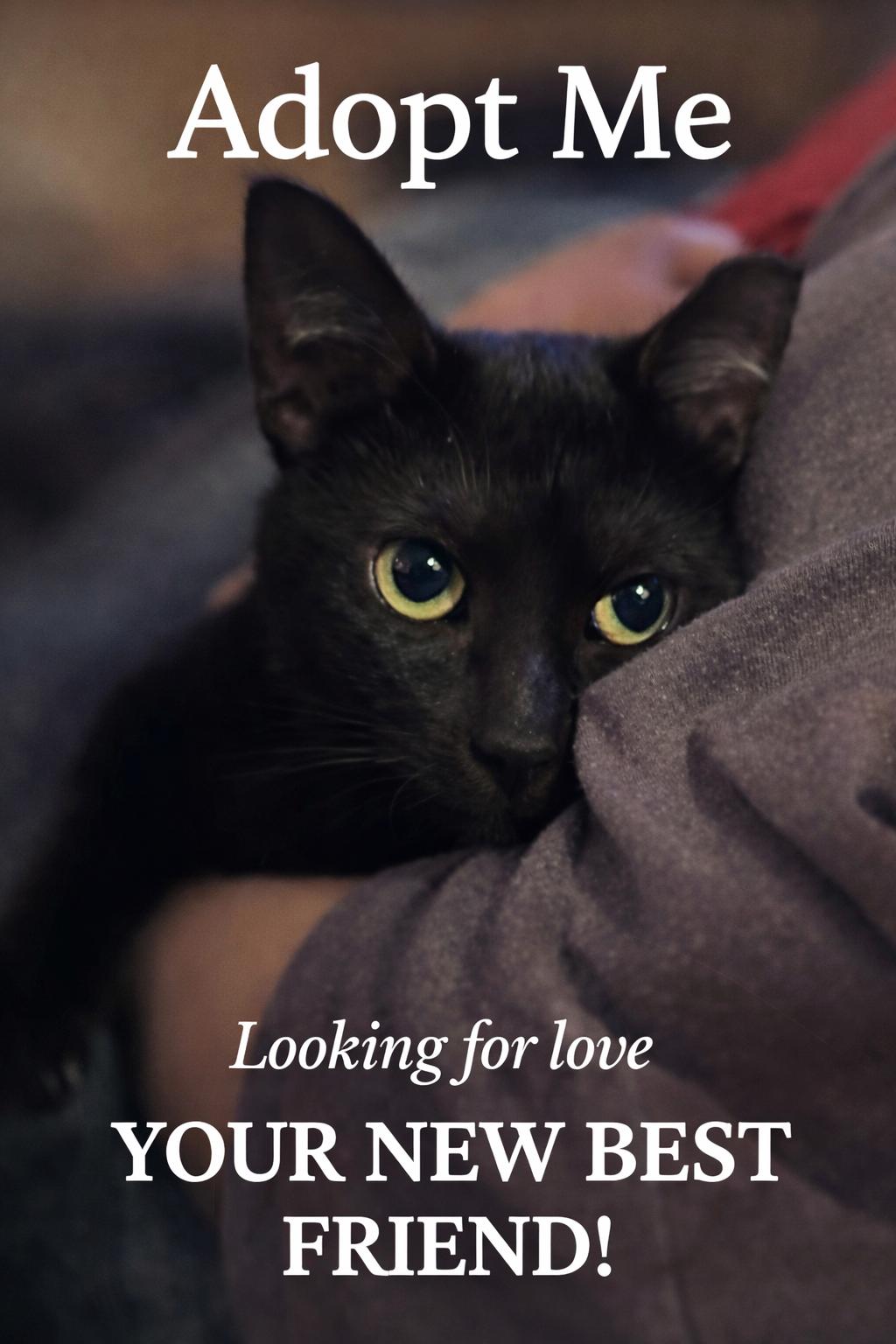 Enlarge Magic (Little Purrminator), a ADOPTABLE mixed breed in Houston, TX image 6/6