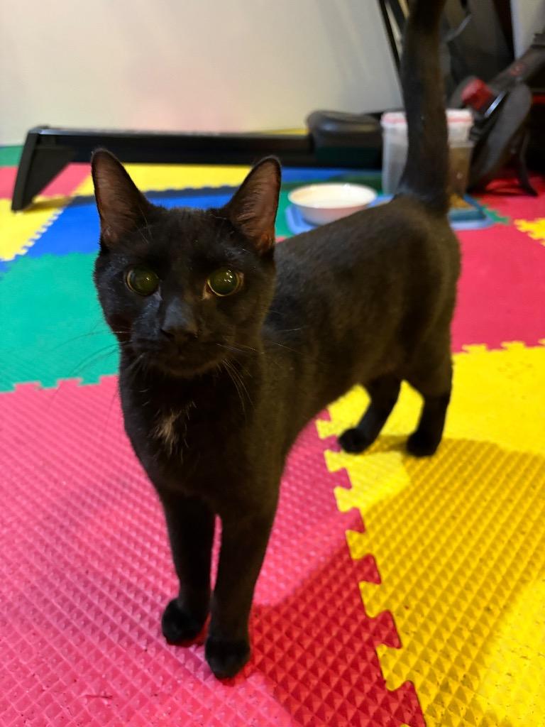 Enlarge Goyea, a ADOPTABLE Domestic Short Hair in St Regis Falls, NY image 1/1