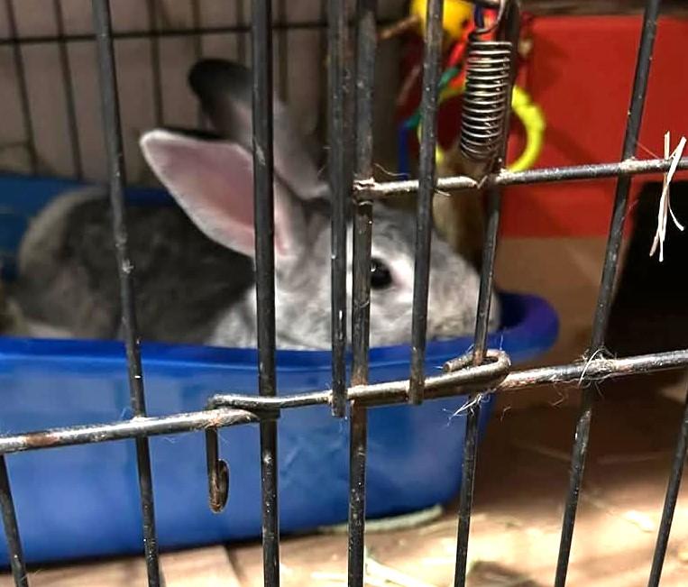 Stormy, a Adoptable mixed breed in Paradis, LA image 5/5