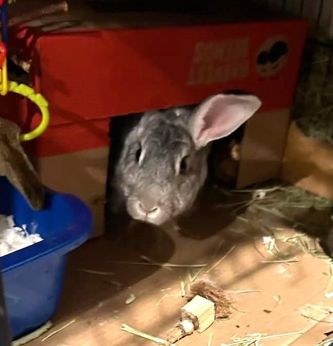 Stormy, a Adoptable mixed breed in Paradis, LA image 4/5