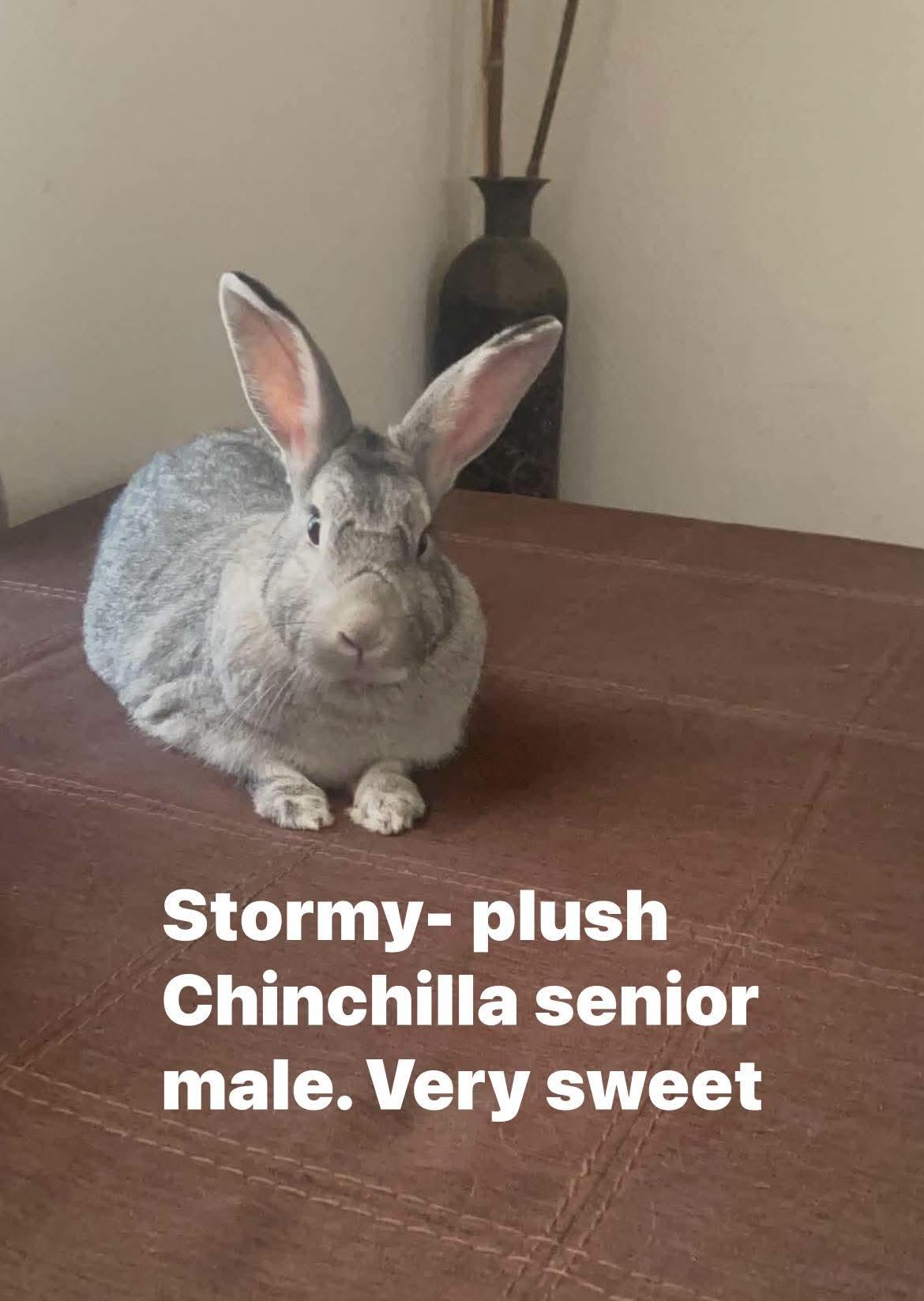 Stormy, a Adoptable mixed breed in Paradis, LA image 2/5