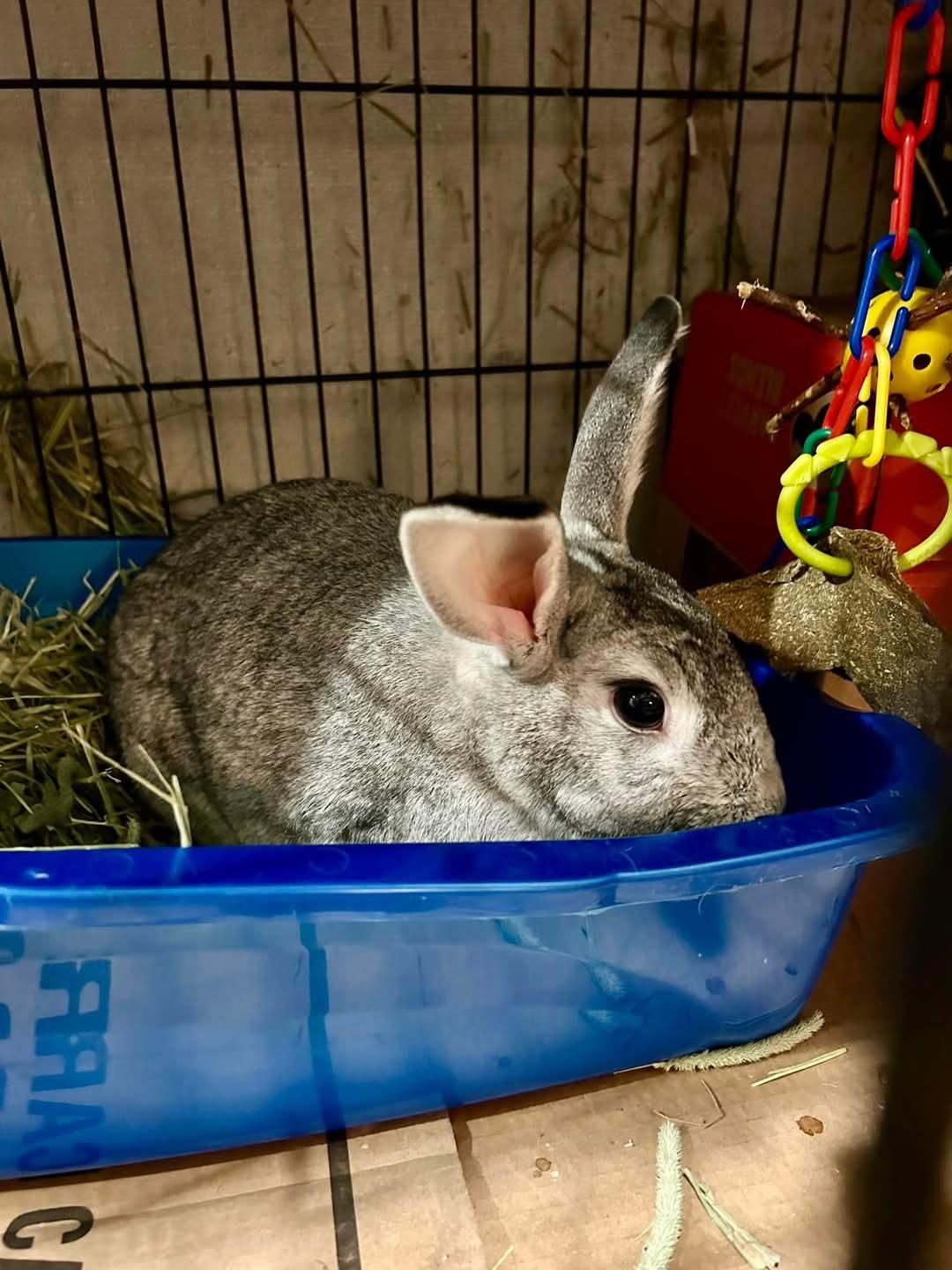 Stormy, a Adoptable mixed breed in Paradis, LA image 3/5