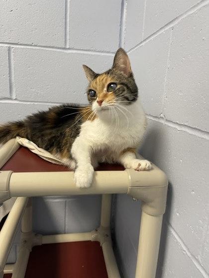 Joysie, Adoptable, Adult Female Domestic Short Hair & Domestic Short Hair.