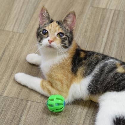 Joysie, Adoptable, Adult Female Domestic Short Hair & Domestic Short Hair.