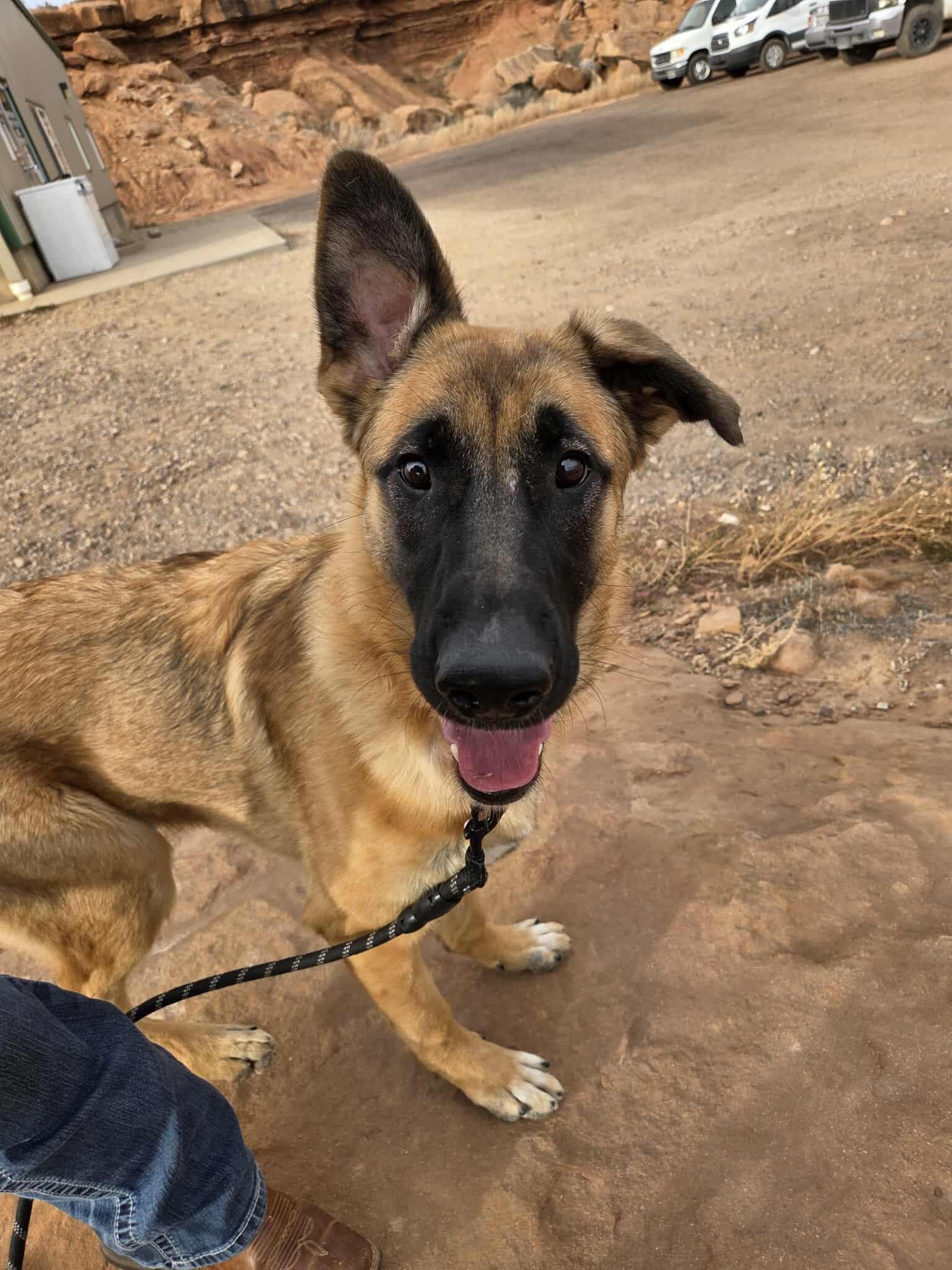 Glinda, a ADOPTABLE mixed breed in Roosevelt, UT image 4/4