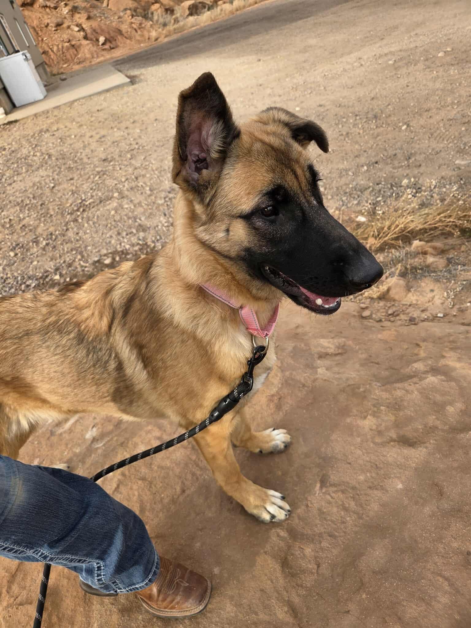 Glinda, a ADOPTABLE mixed breed in Roosevelt, UT image 3/4