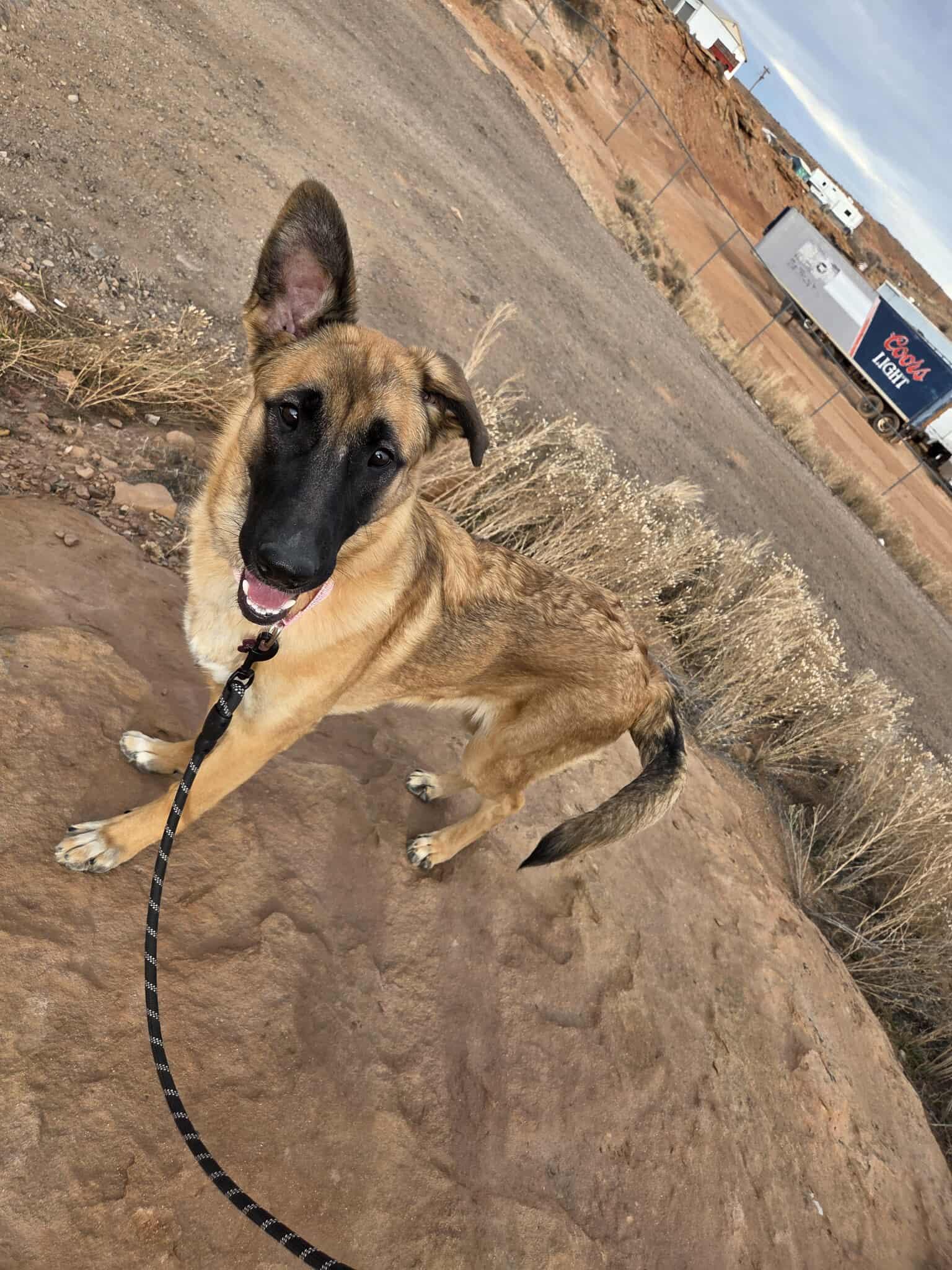 Glinda, a ADOPTABLE mixed breed in Roosevelt, UT image 1/4