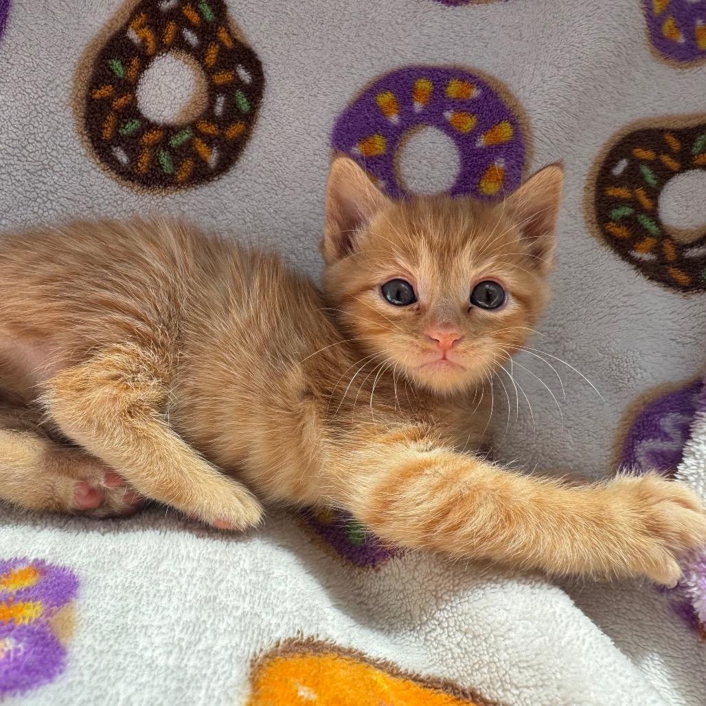Queen Catlizabeth, Adoptable, Kitten Female Domestic Short Hair.