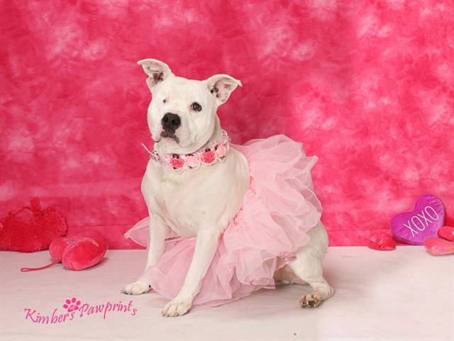 Enlarge LADY, a Adoptable mixed breed in Omaha, NE image 1/1