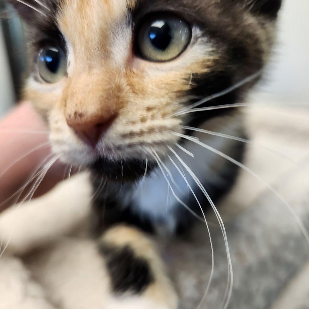 Enlarge Marie, a Adoptable mixed breed in Liberty, MO image 3/4