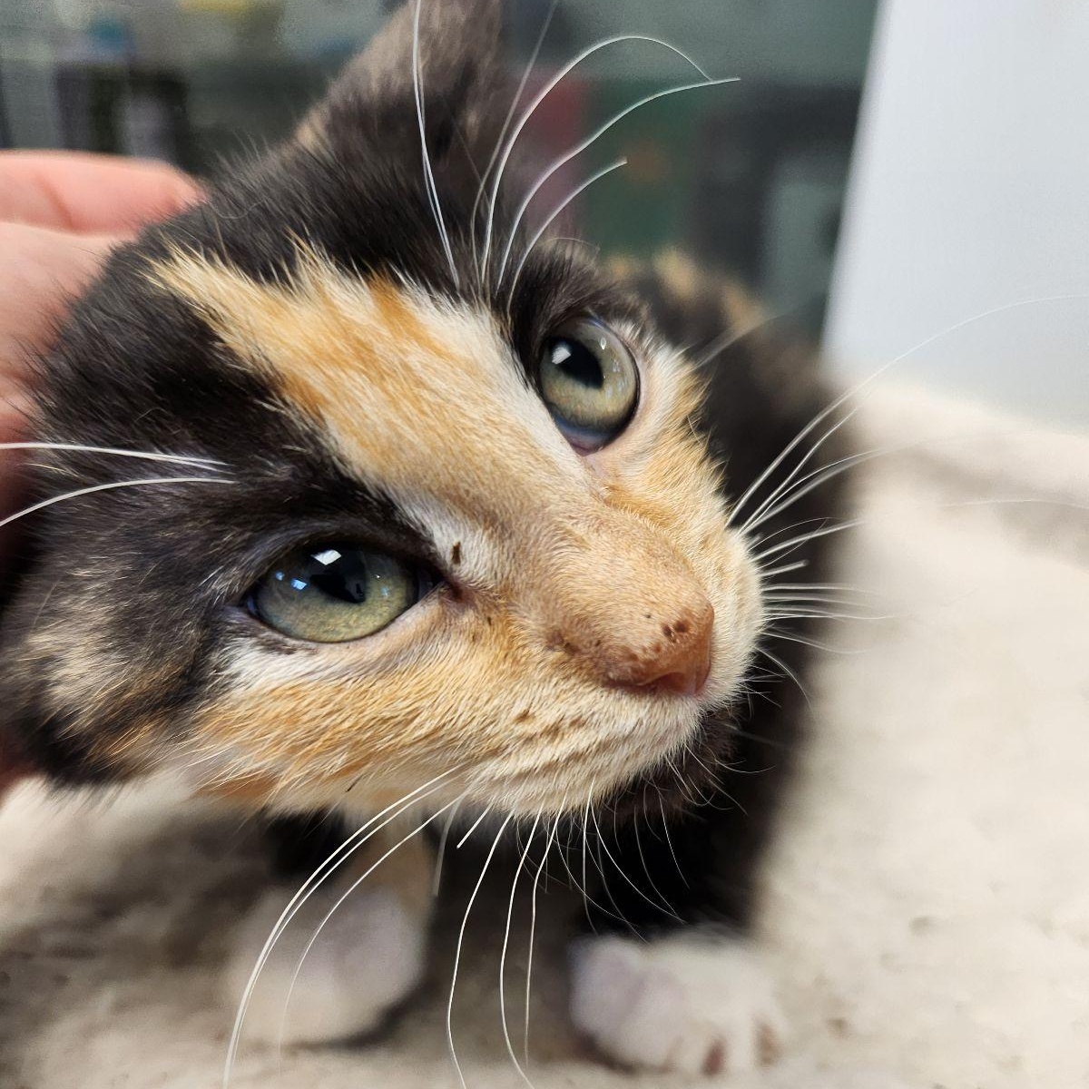 Enlarge Marie, a Adoptable mixed breed in Liberty, MO image 4/4