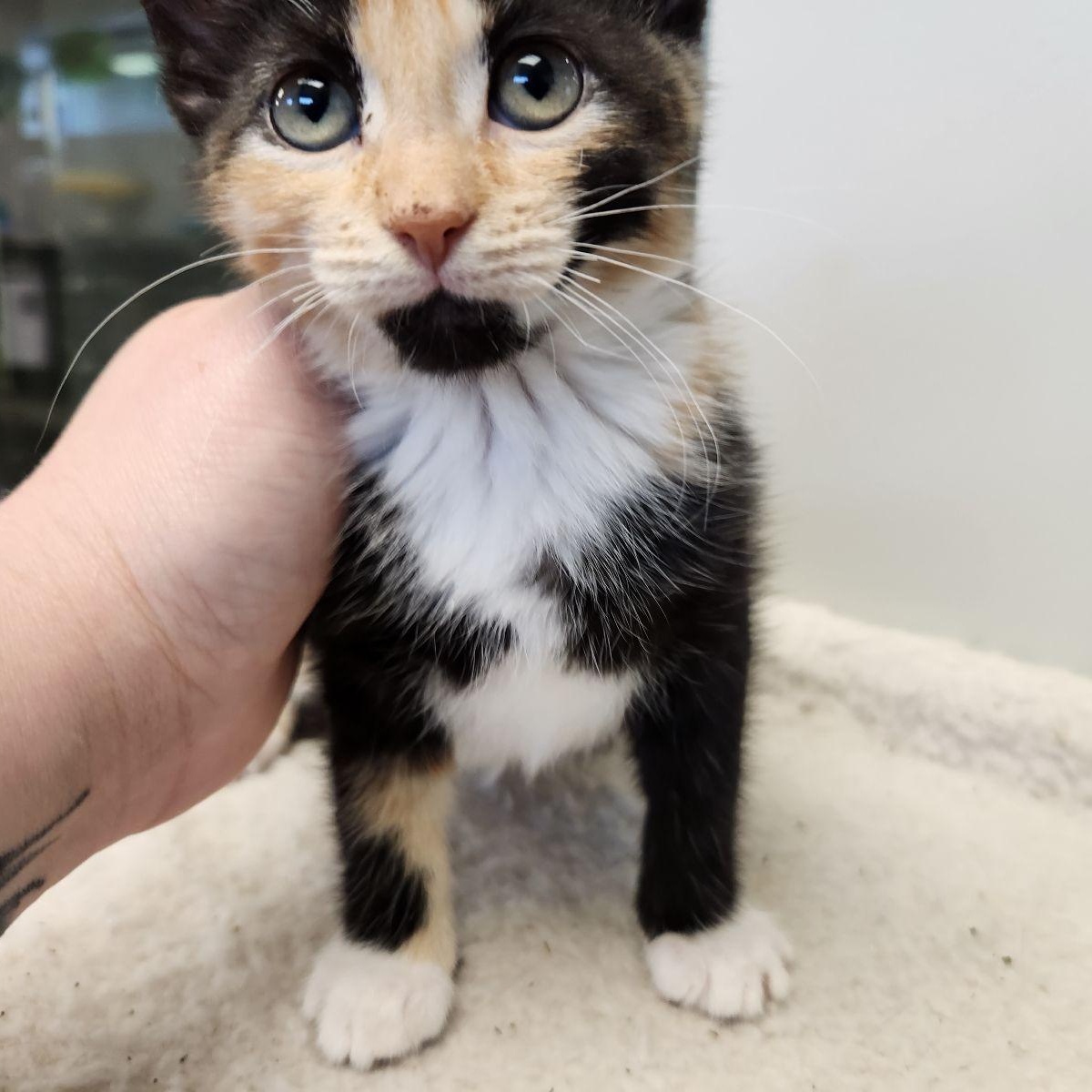 Marie, Adoptable, Kitten Female Domestic Short Hair & Calico.