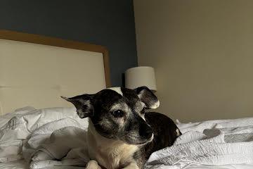 Princess aka Lily, adoptable, Senior Female Rat Terrier.