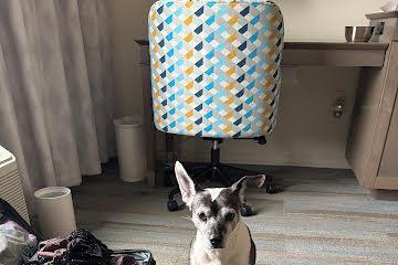 Princess aka Lily, an adoptable mixed breed image 2/3