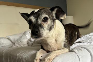 Princess aka Lily, an adoptable mixed breed image 3/3