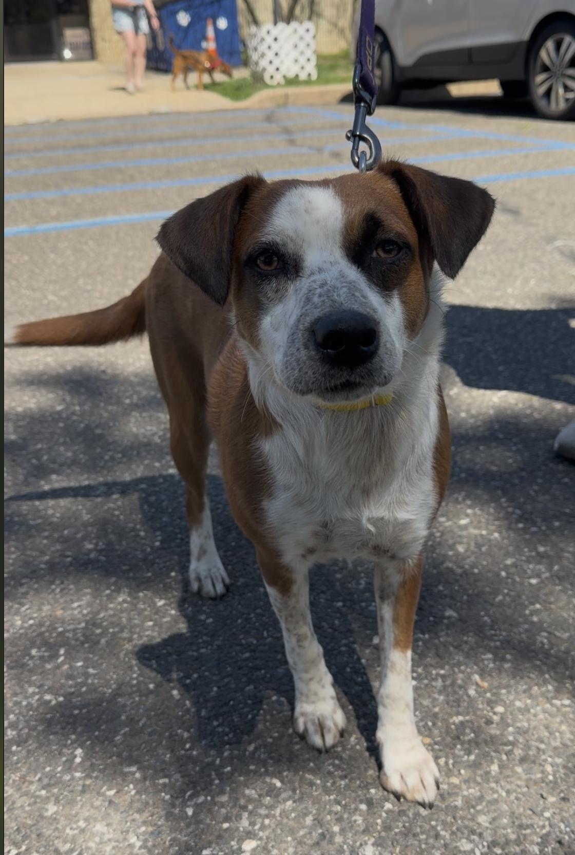 Whisper, adopted, Adult Female Beagle.