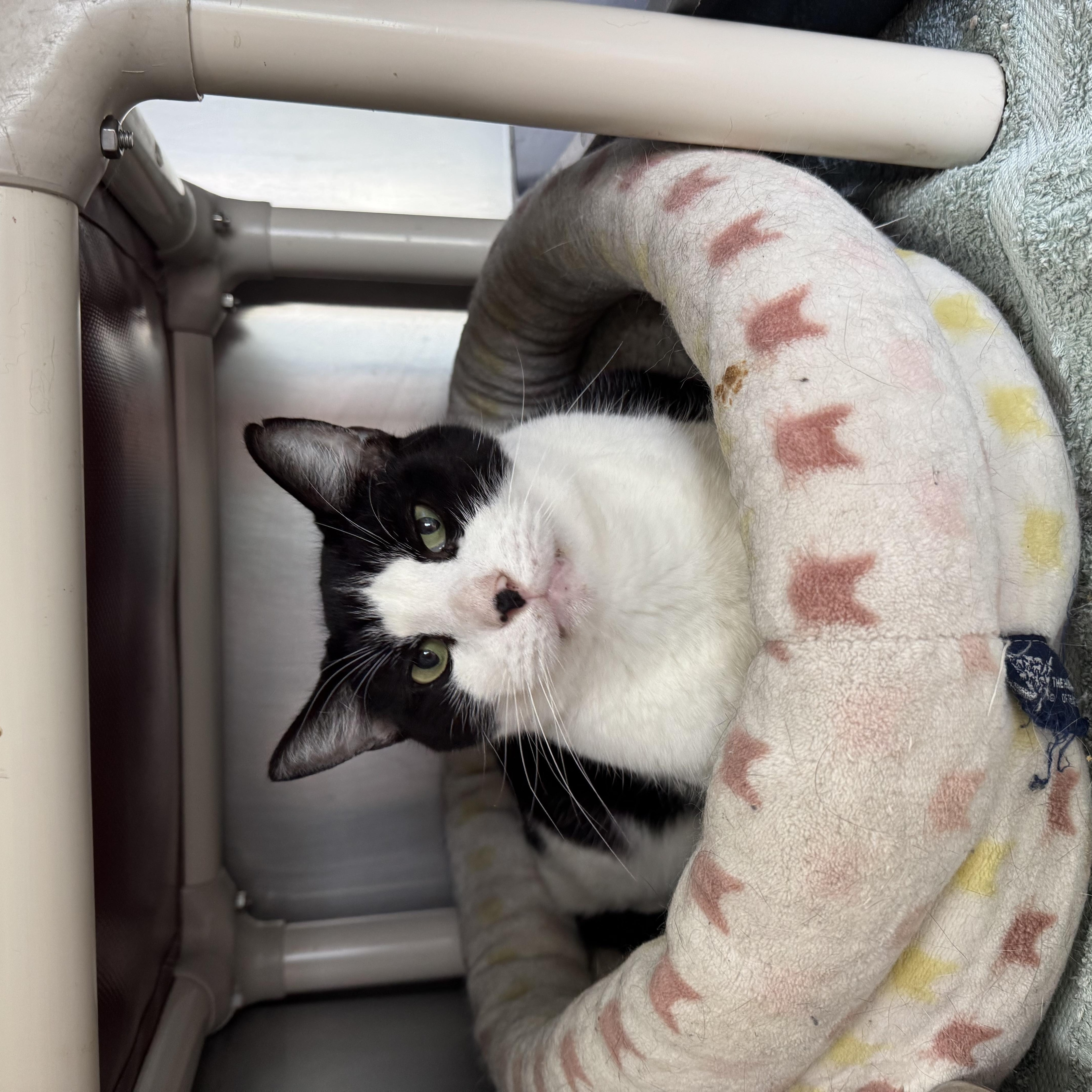 Enlarge Pastrami *Barn Placement only*, a Adoptable Domestic Short Hair in Honesdale, PA image 1/1