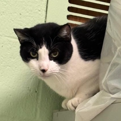 Enlarge Pastrami *Barn Placement only*, a Adoptable Domestic Short Hair in Honesdale, PA image 2/2