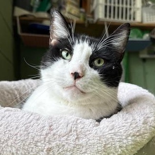 Pastrami *Barn Placement only*, Adoptable, Adult Male Domestic Short Hair.