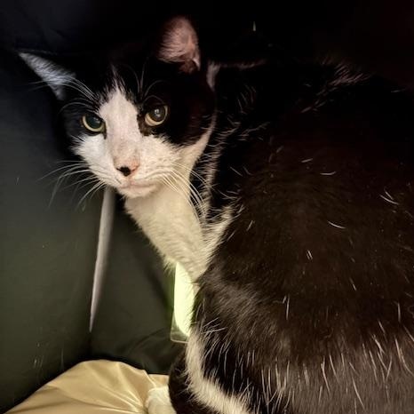 Enlarge Pastrami *Barn Placement only*, a Adoptable Domestic Short Hair in Honesdale, PA image 1/2