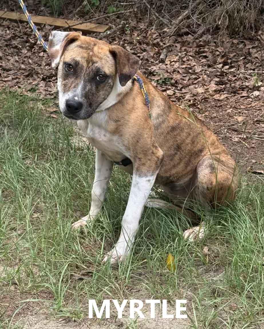 Myrtle, Adoptable, Young Female Labrador Retriever & Hound.