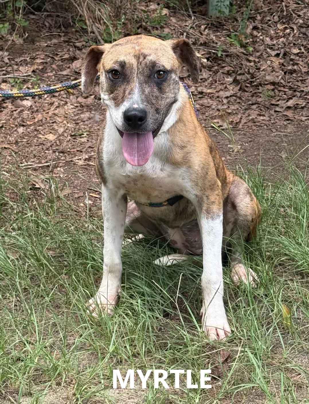 Enlarge Myrtle, a Adoptable mixed breed in Washington, GA image 2/2