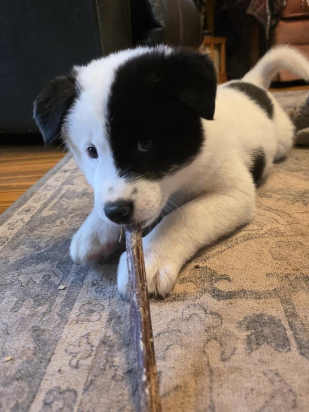 Sissy Pup, a ADOPTABLE mixed breed in Olympia, WA image 3/6