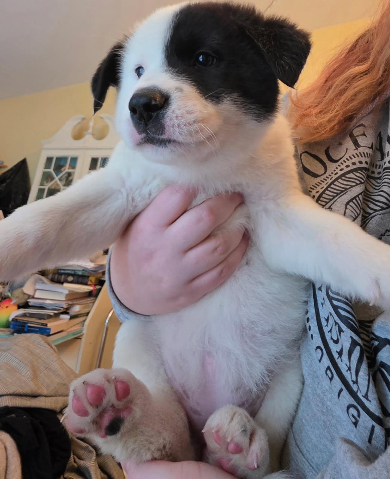 Sissy Pup, a ADOPTABLE mixed breed in Olympia, WA image 2/6