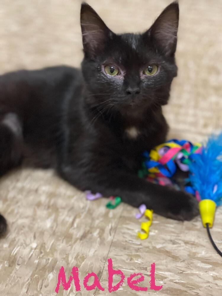 Enlarge Mable, a Adopted Domestic Short Hair in Wilson, NC image 1/2