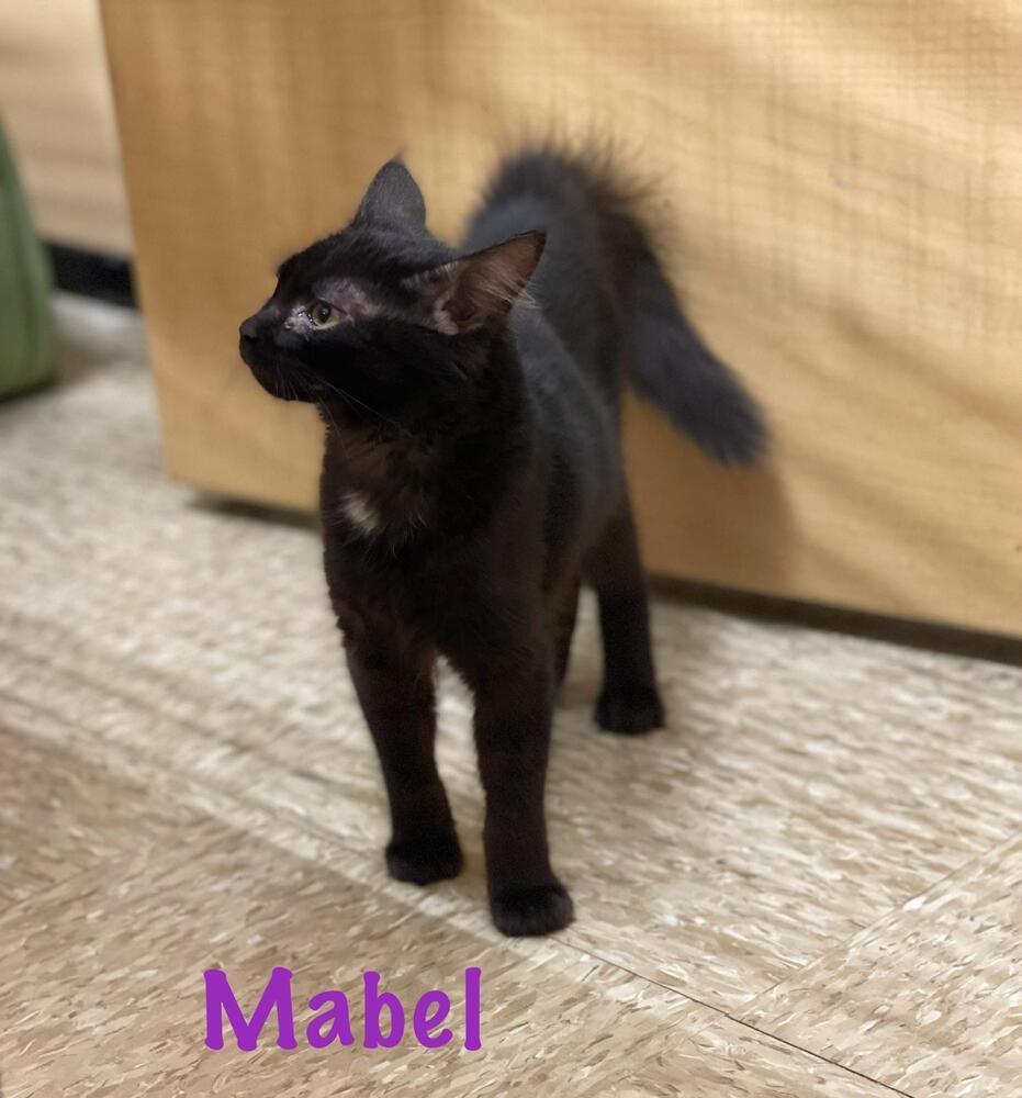 Enlarge Mable, a Adopted Domestic Short Hair in Wilson, NC image 2/2