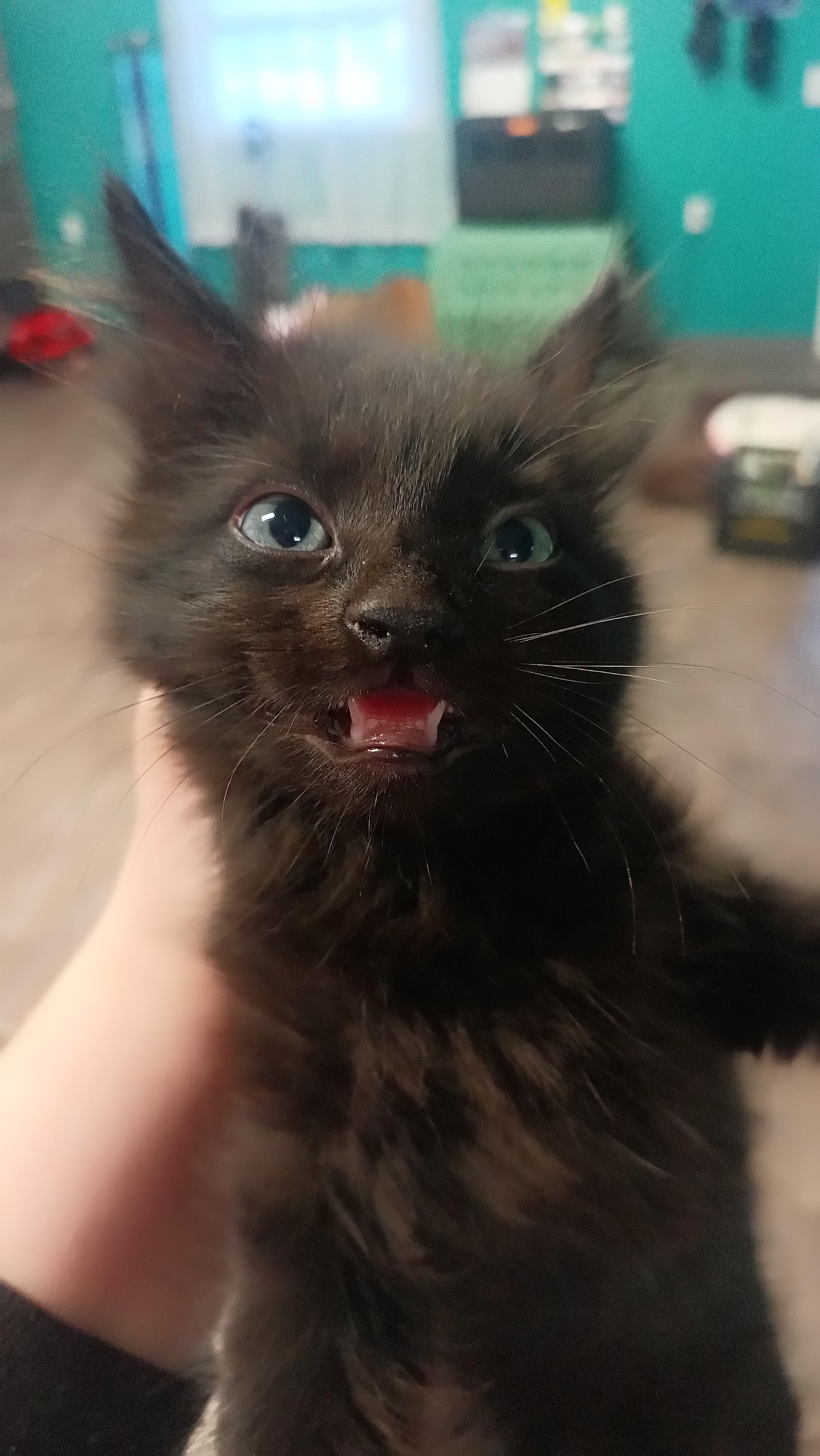 Snoopy Kitty, Adopted, Young Male Domestic Long Hair.