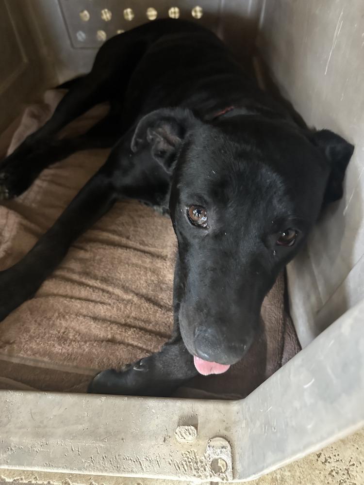 Ezra Faye, Adopted, Adult Female Labrador Retriever.