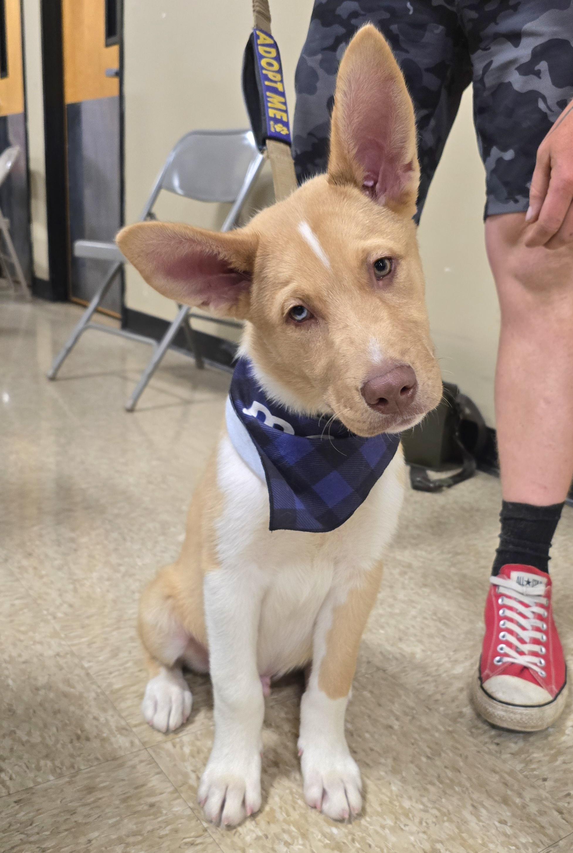 Philosopher, a ADOPTABLE Mixed Breed in Cedar Rapids, IA image 3/6